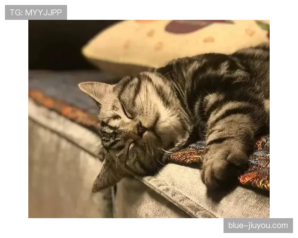 张家齐赛场上像模特，私下居然是懒到离谱的沙发土豆？